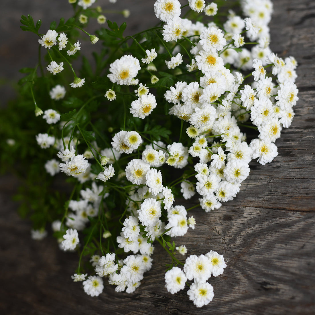 Matricaria - Ultra White