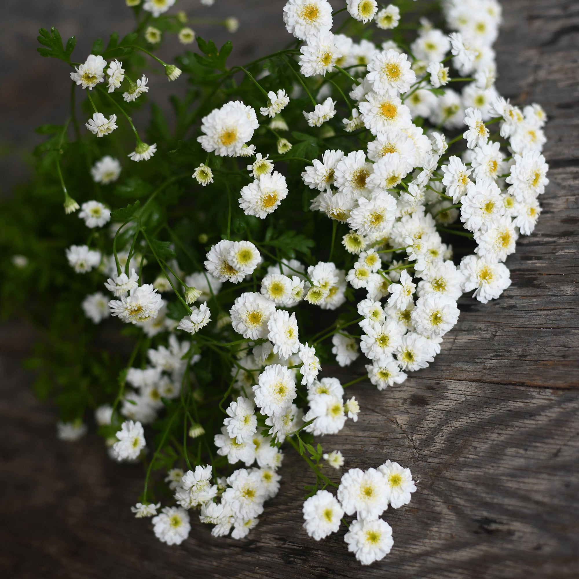 Matricaria - Ultra White