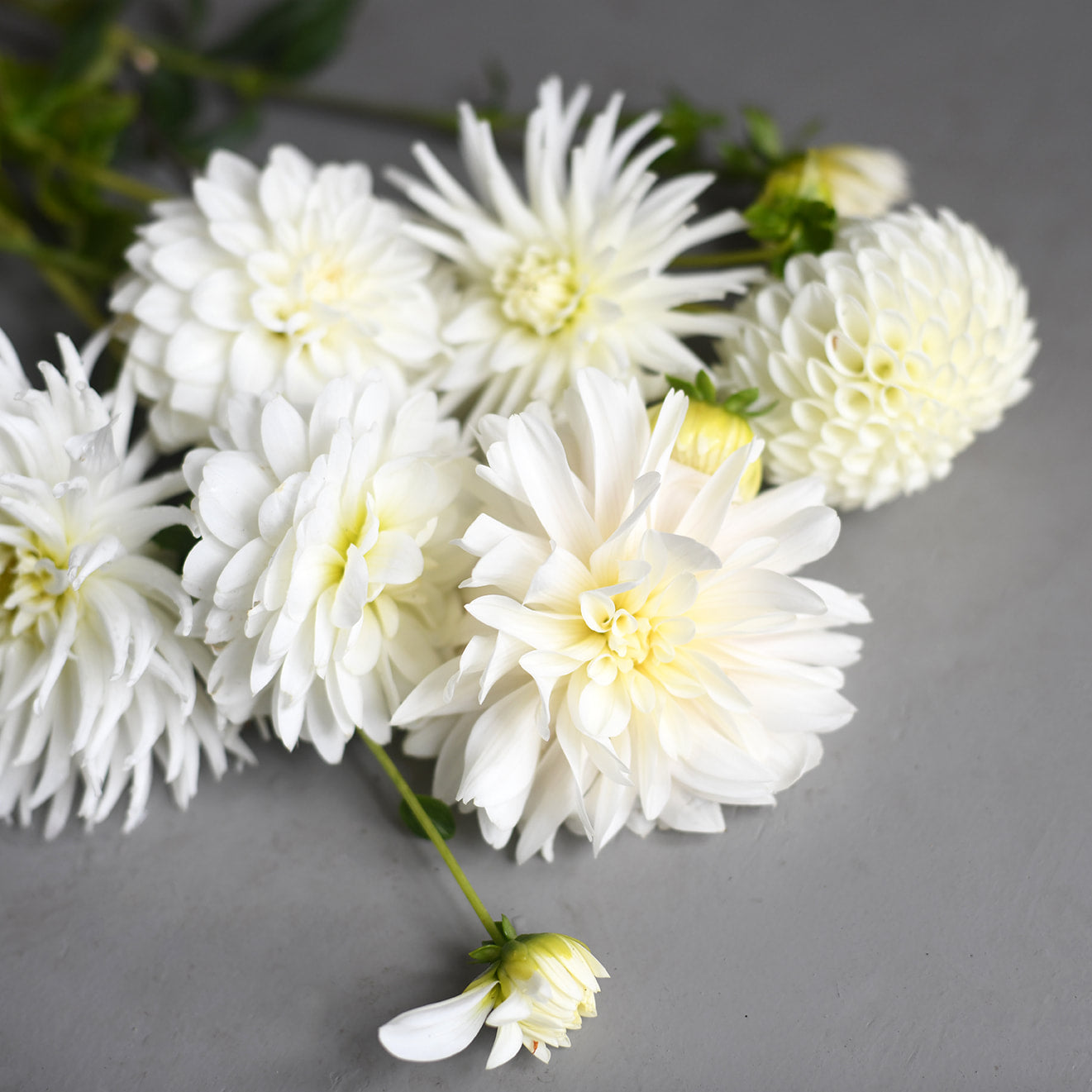 Dahlia - White mix (5 stems)