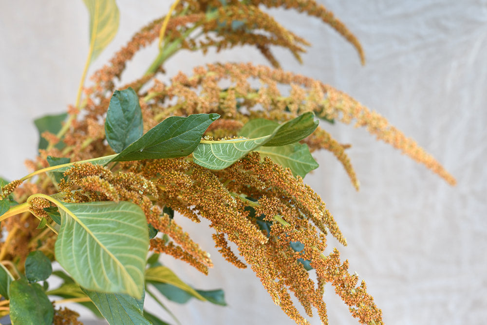 Amaranth - Autumn Palette
