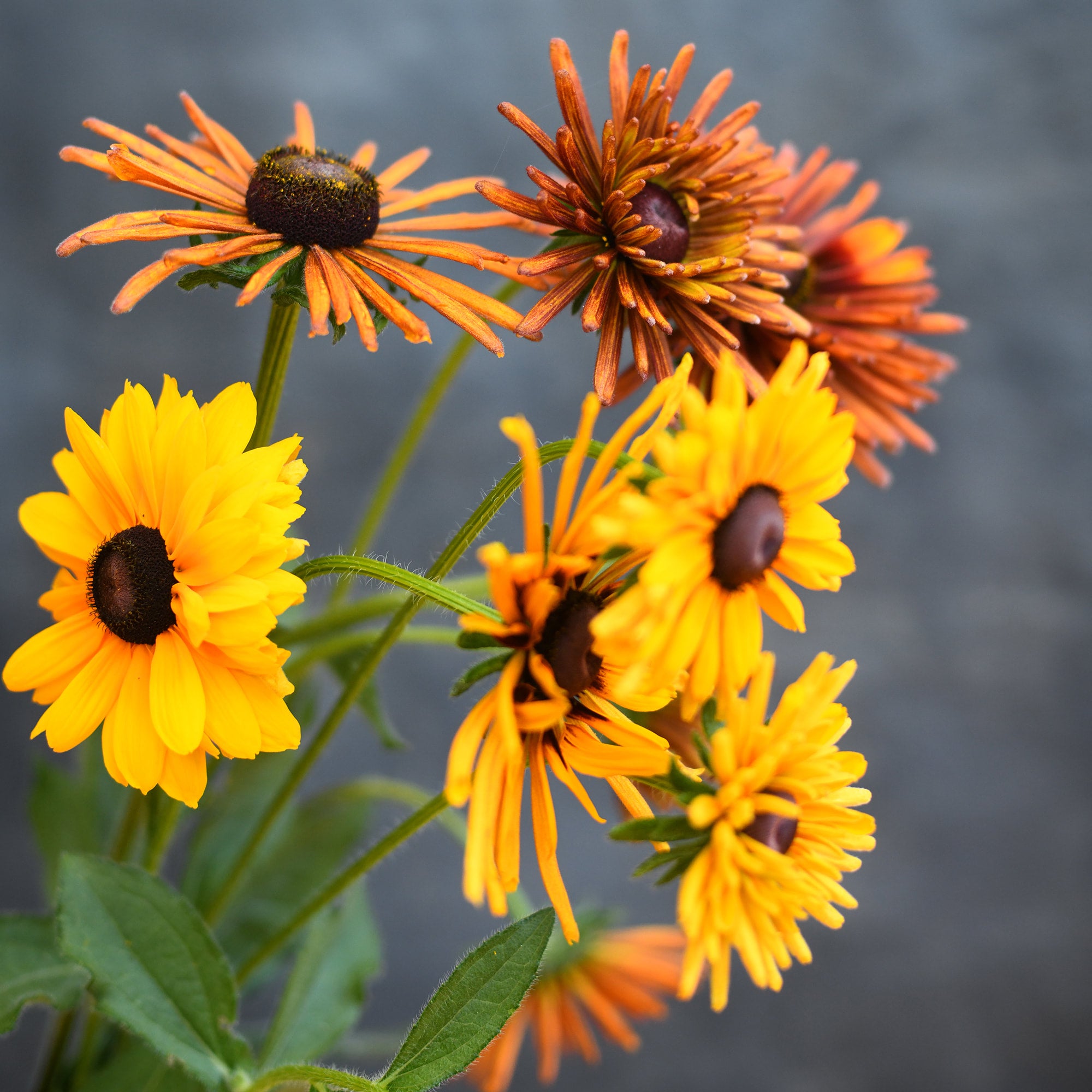 Rudbeckia - Chim Chiminee