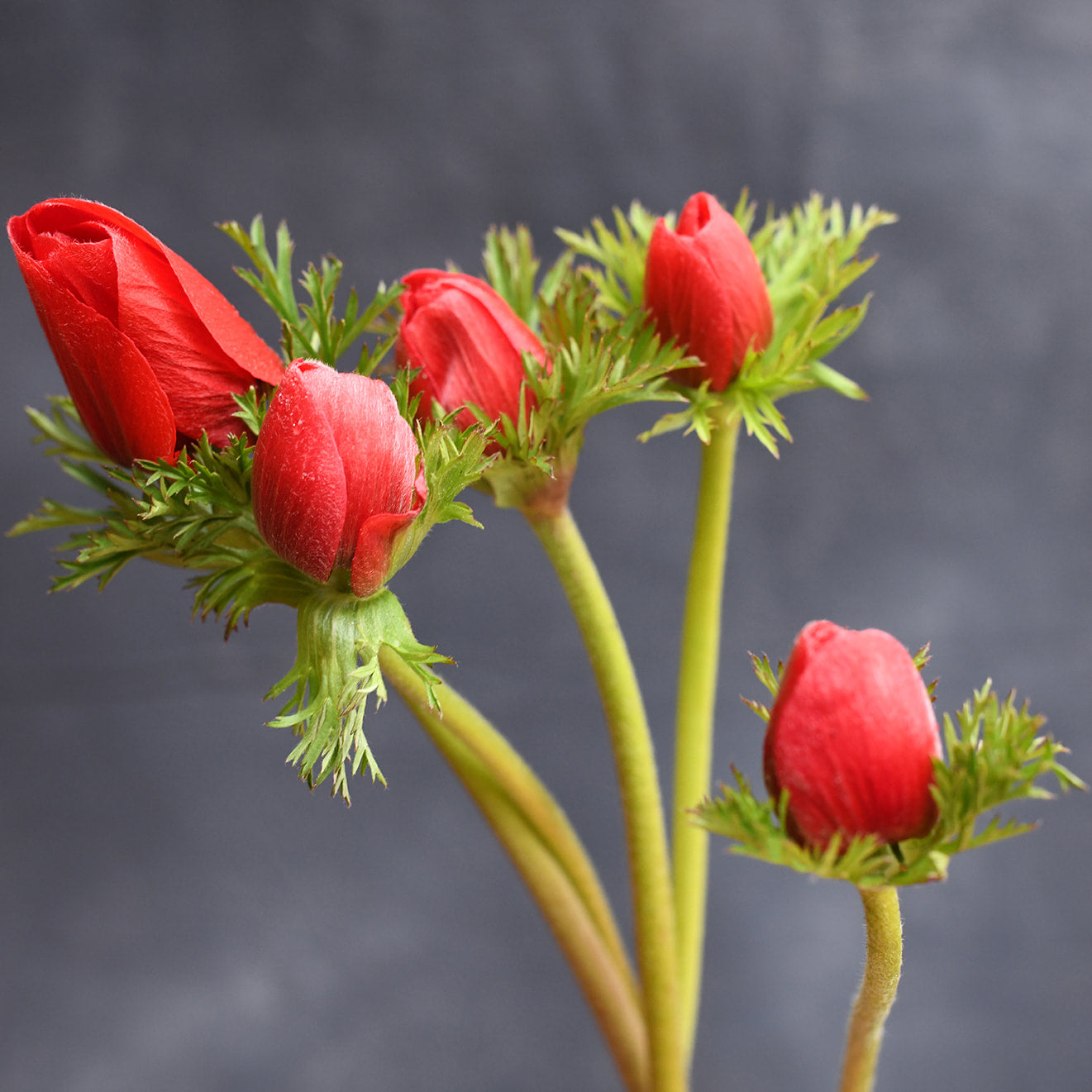 Anemone - Galilee Red