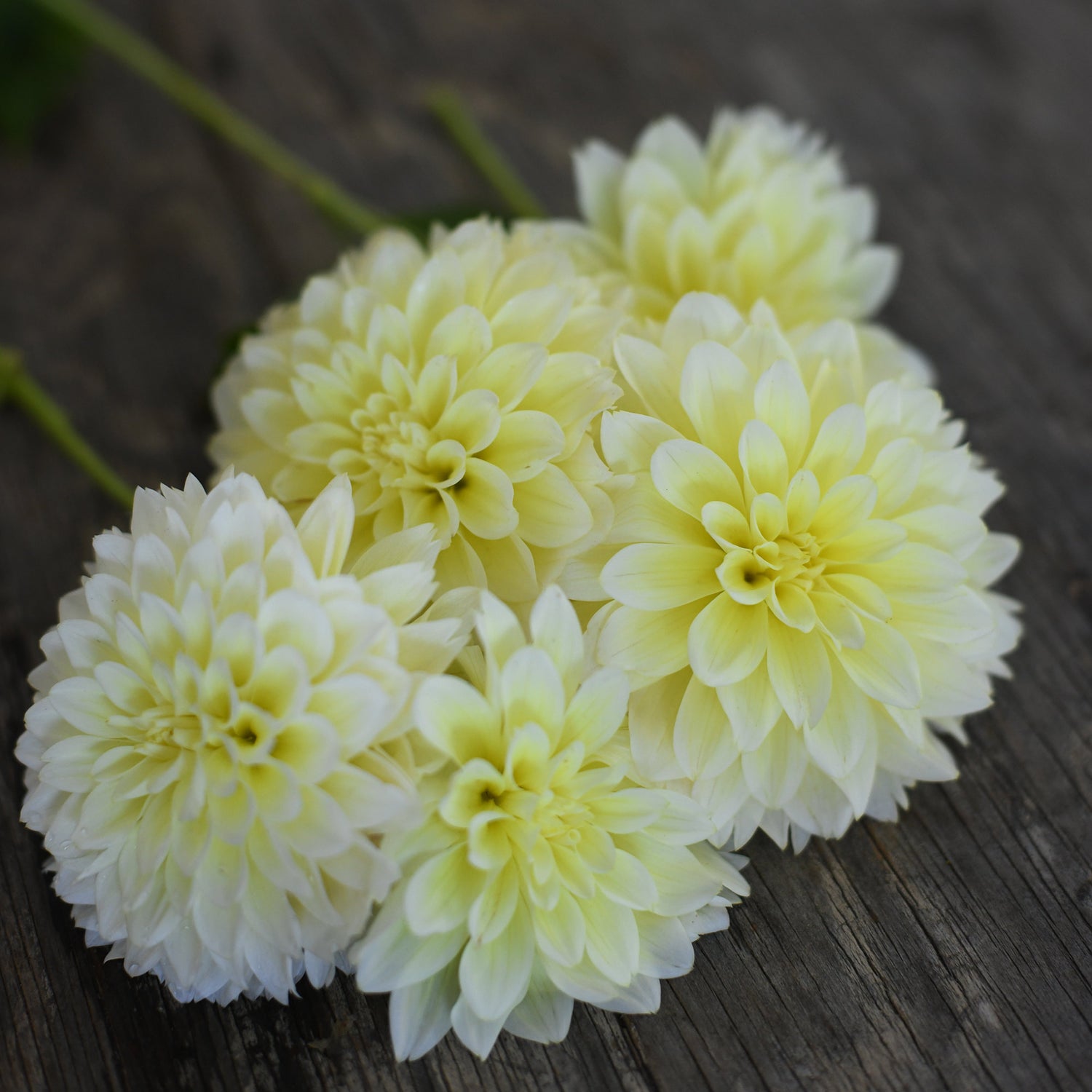 Dahlia - Lemon Drop