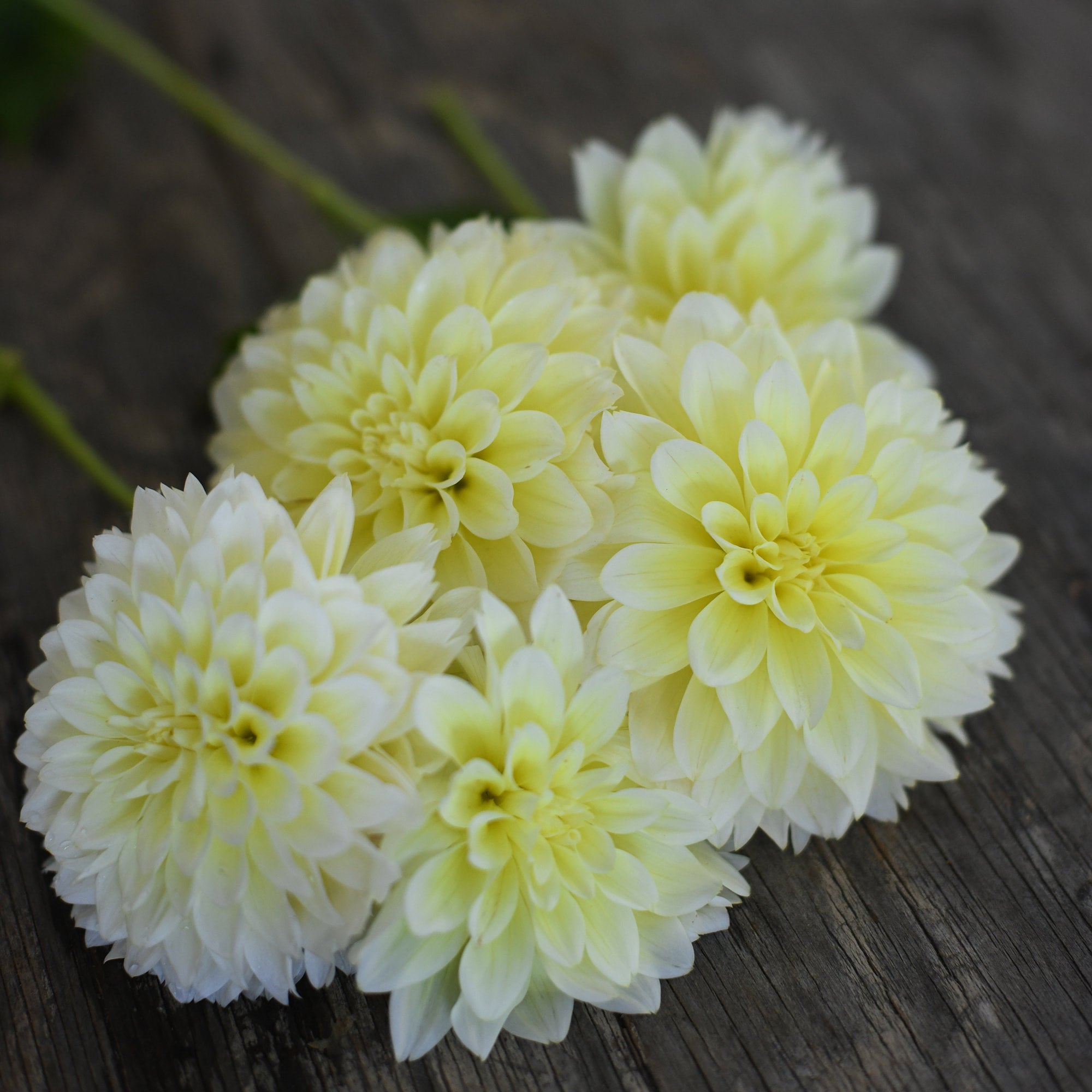 Dahlia - Lemon Drop