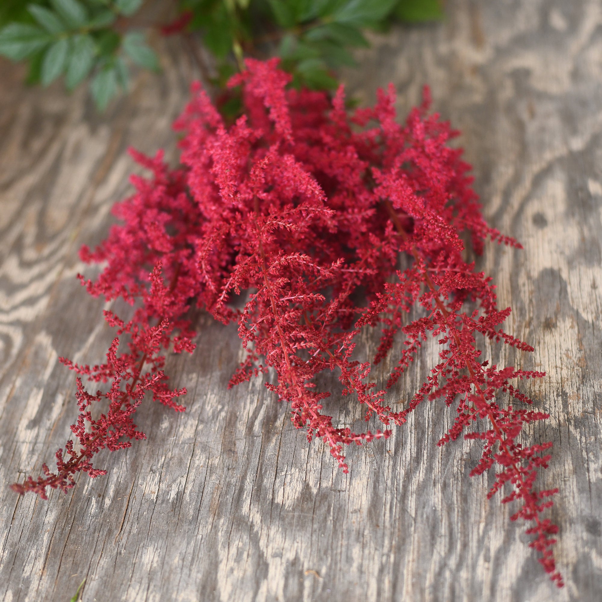 Astilbe - Younique Carmine