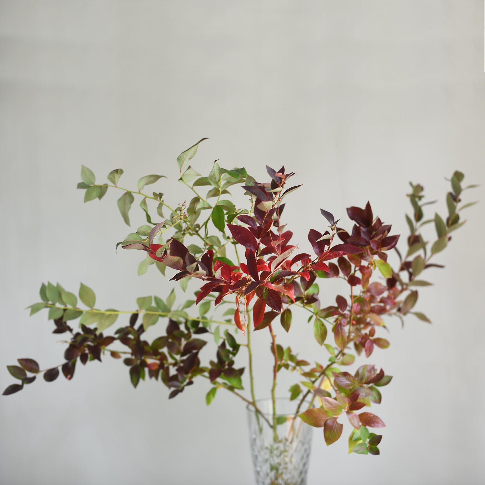 Blueberry Foliage - red
