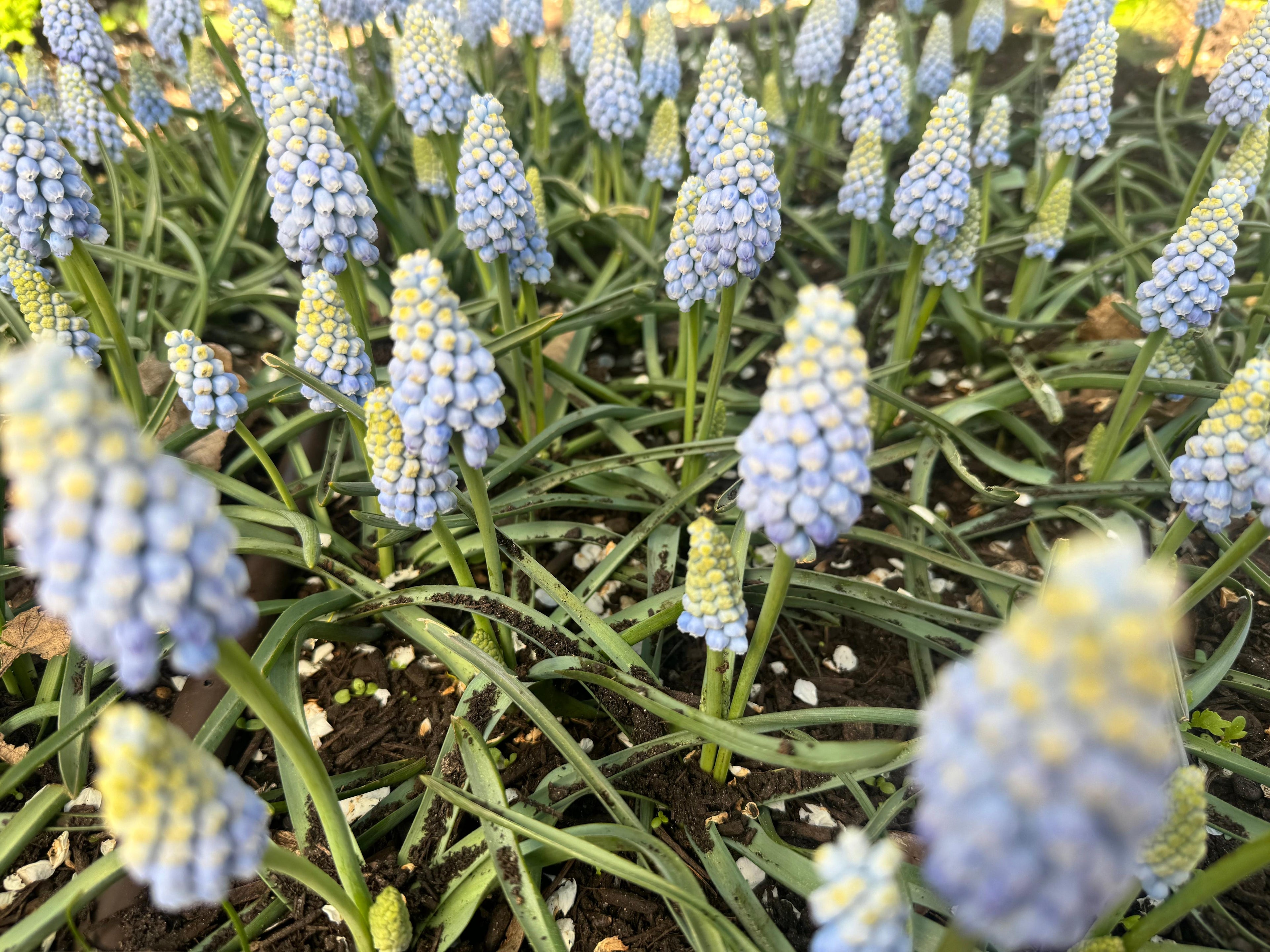 Muscari - Baby&