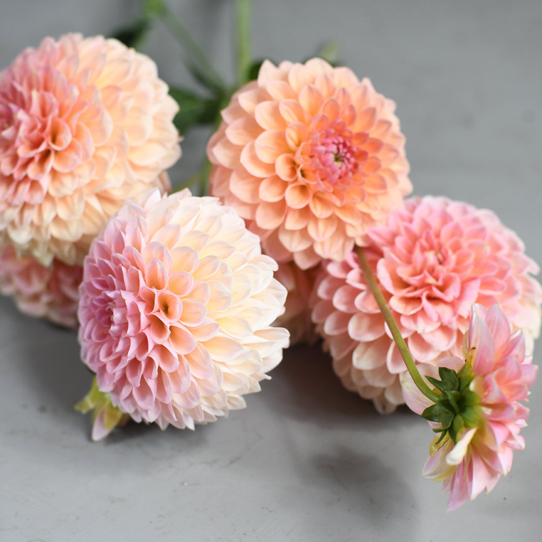 Dahlia - Linda&