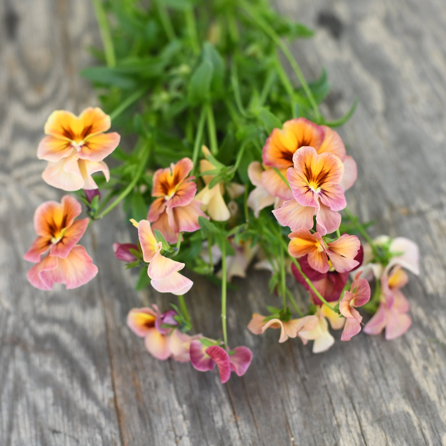 Viola - Nature Antique Shades
