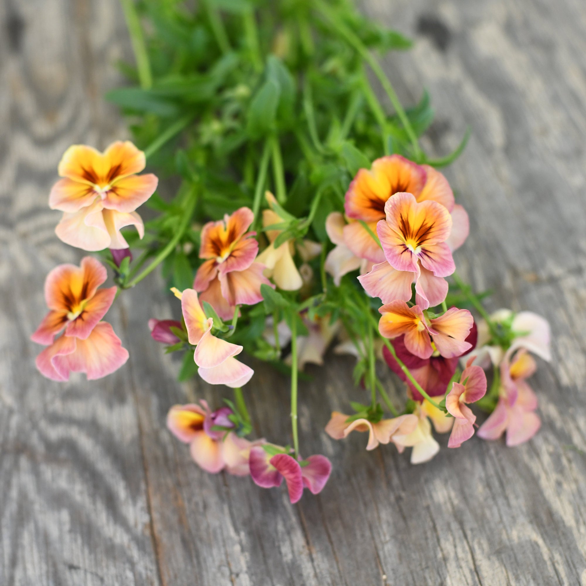 Viola - Nature Antique Shades