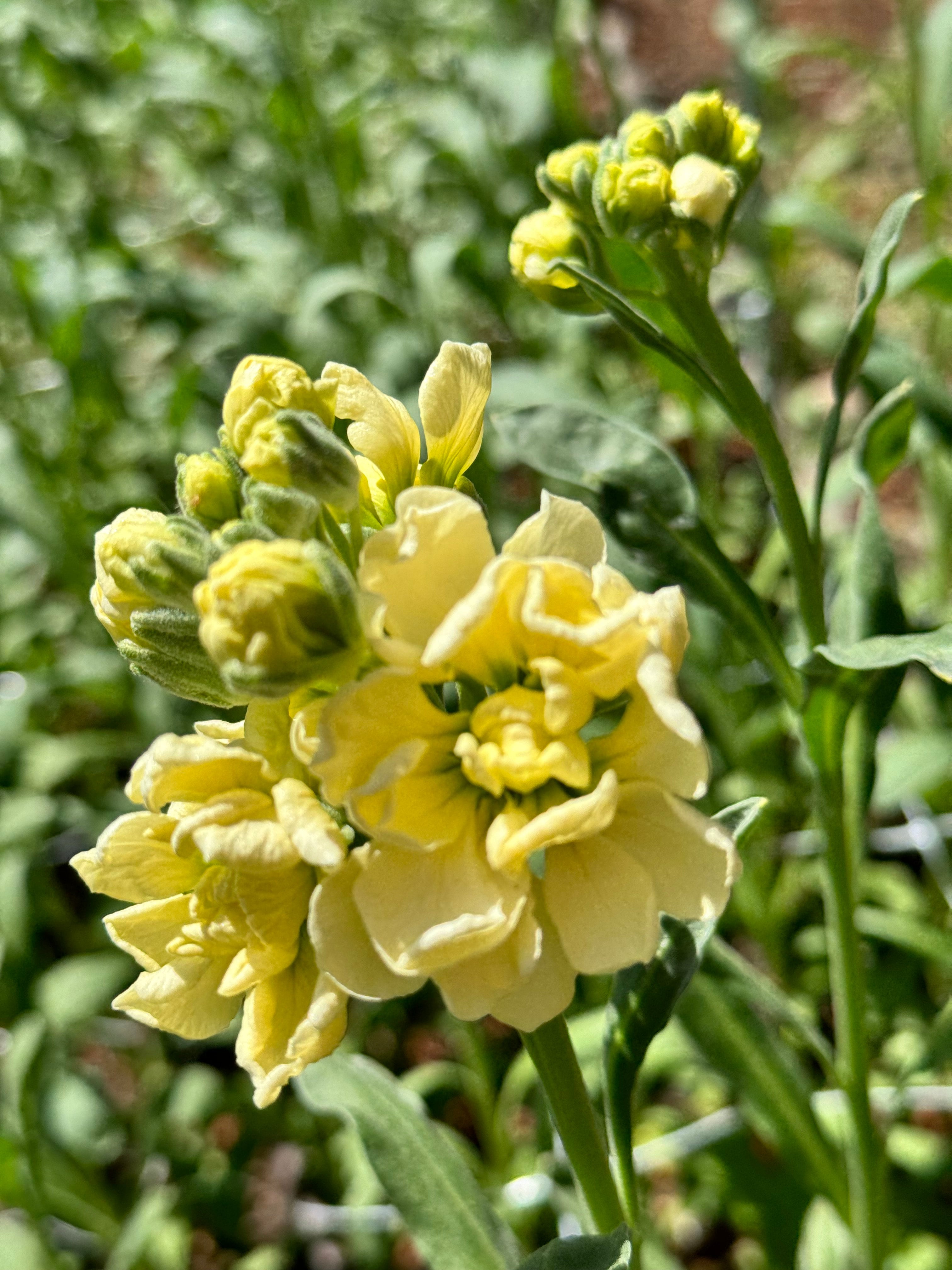 Stock - Katz Yellow (singles &amp; doubles)