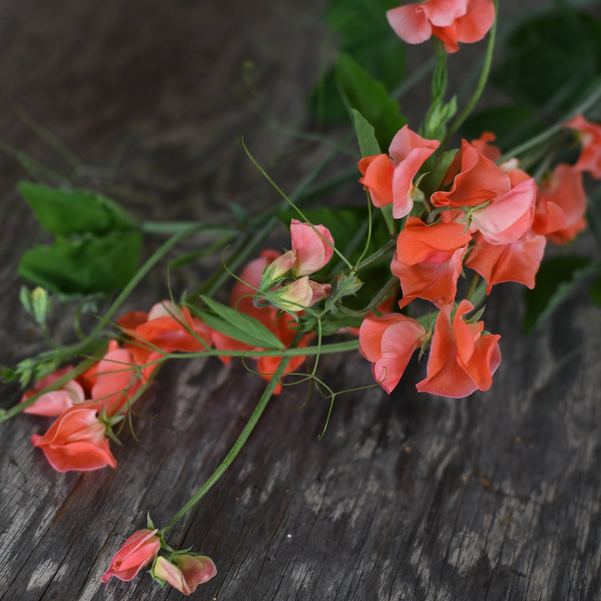 Sweet Pea - Apricot Sprite