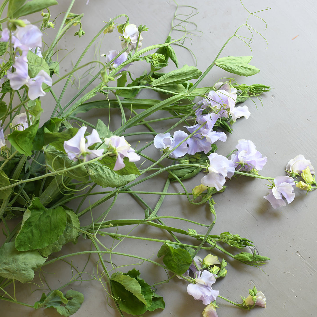 Sweet Pea, vining - Chelsea Centenary