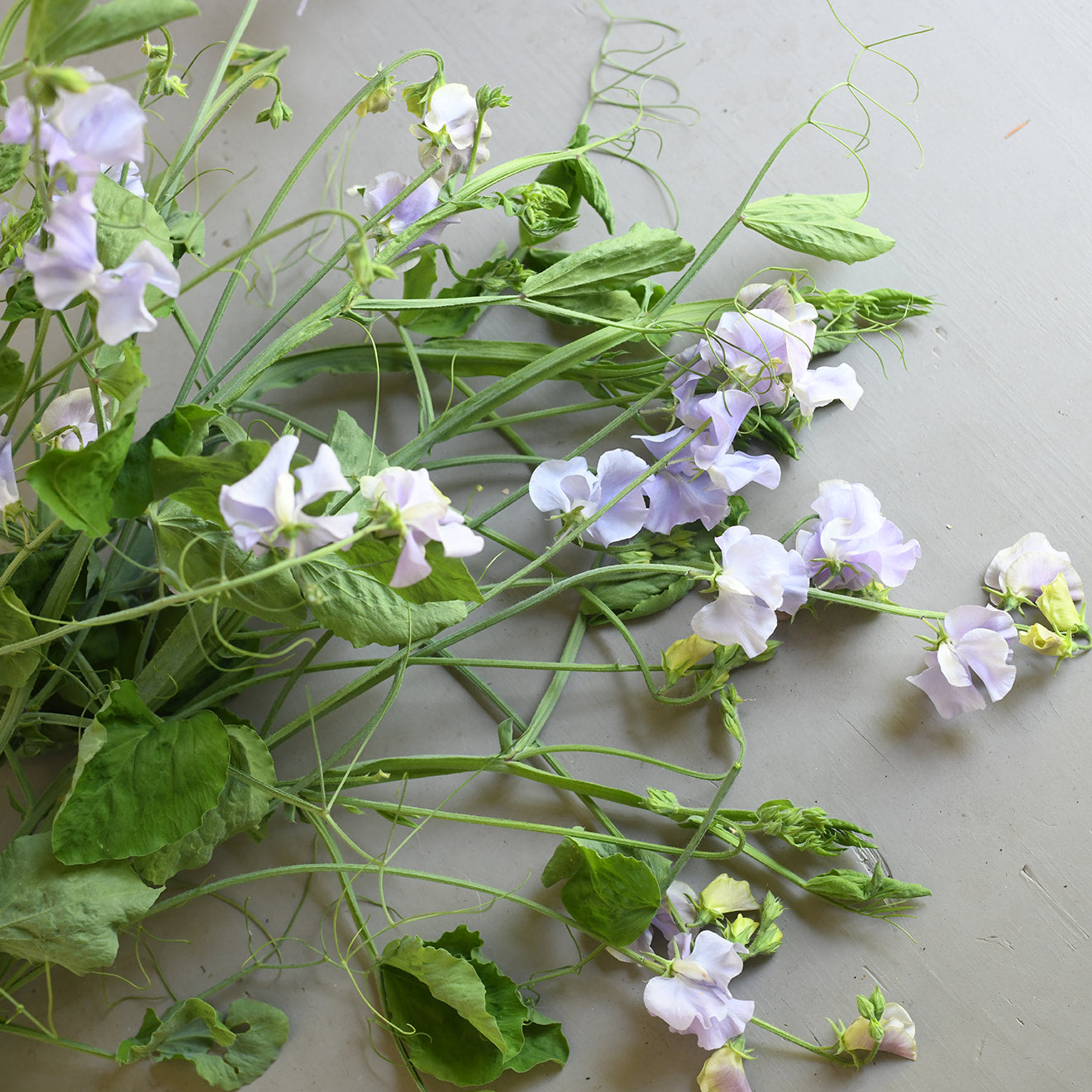 Sweet Pea, vining - Chelsea Centenary