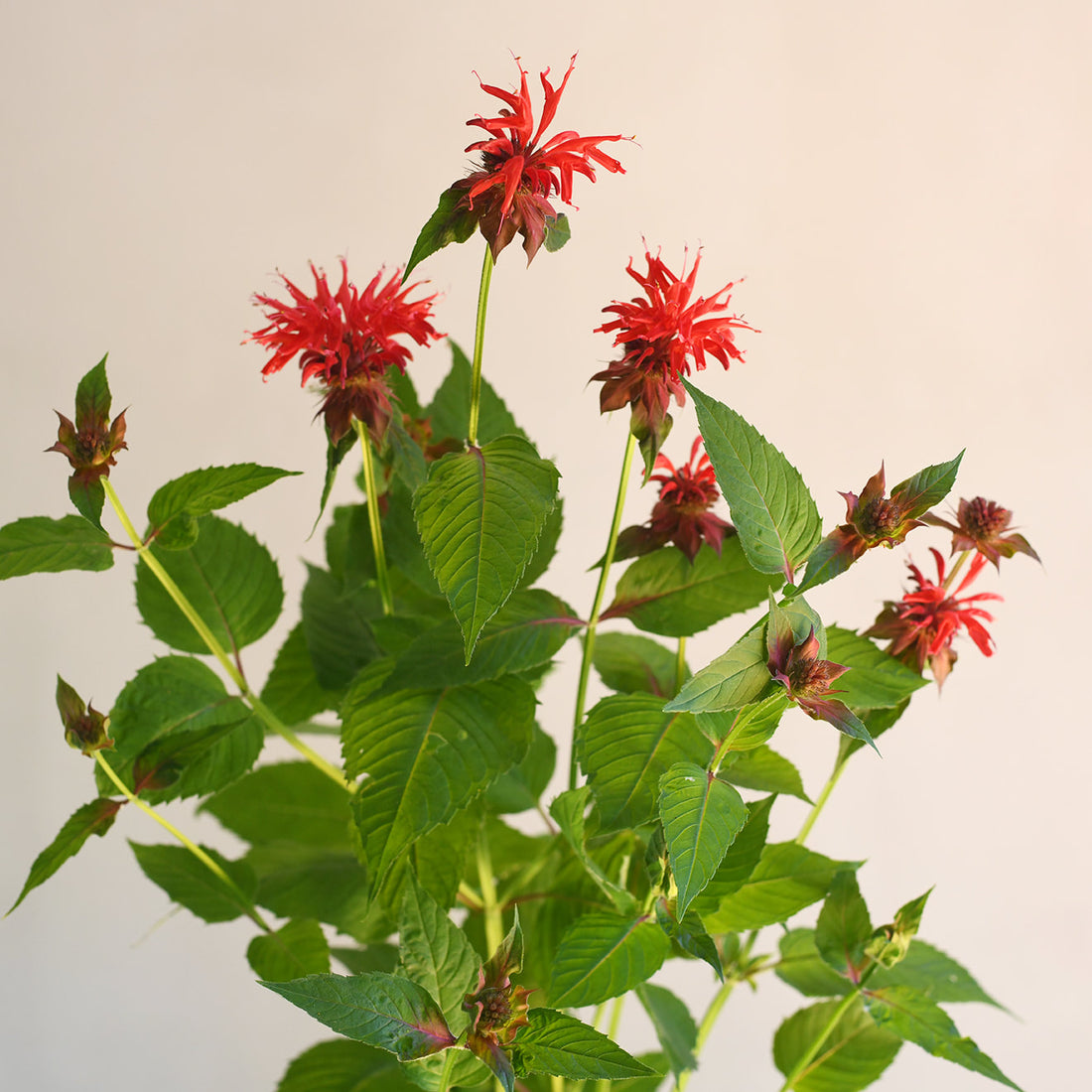 Monarda - Red