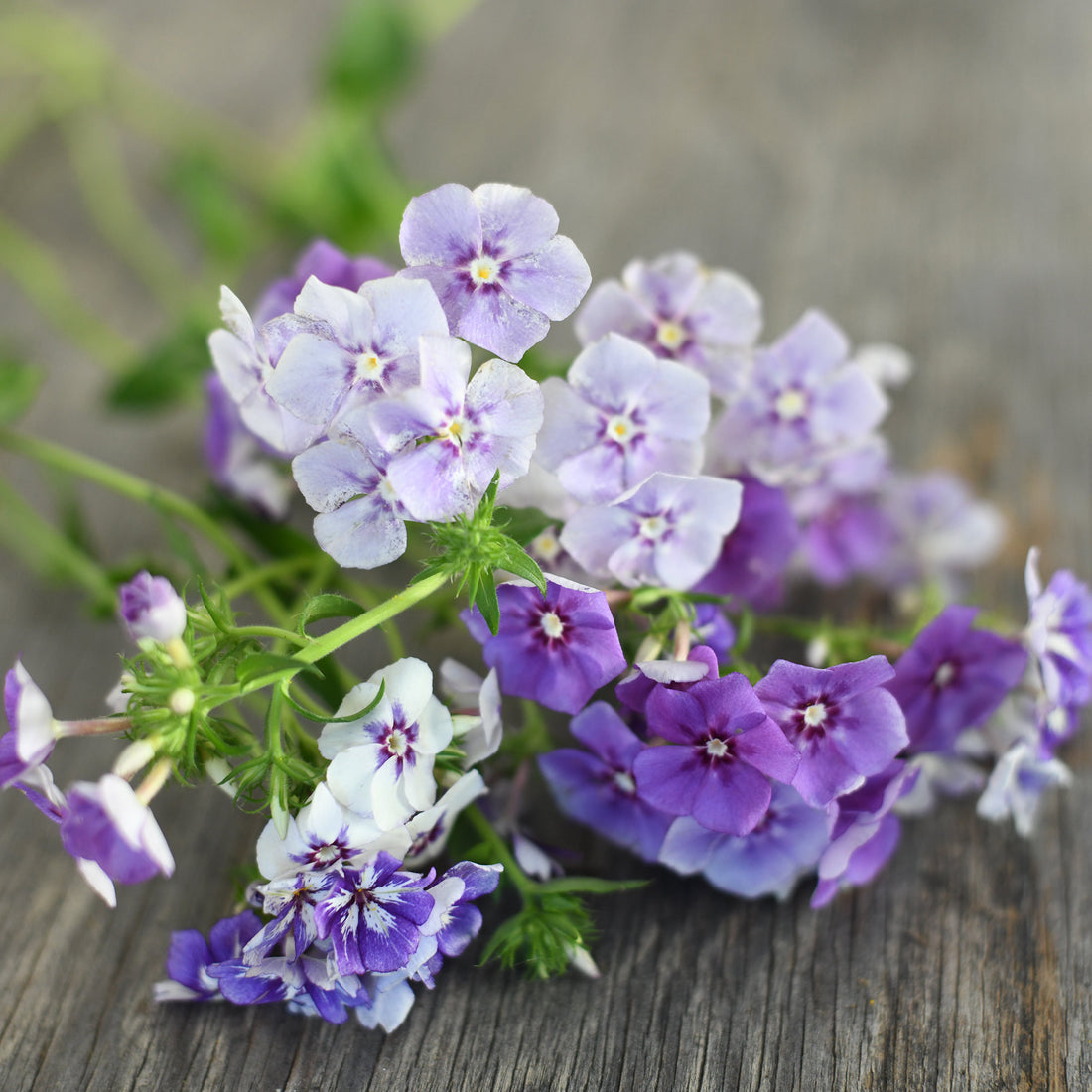 Phlox - Sugar Stars