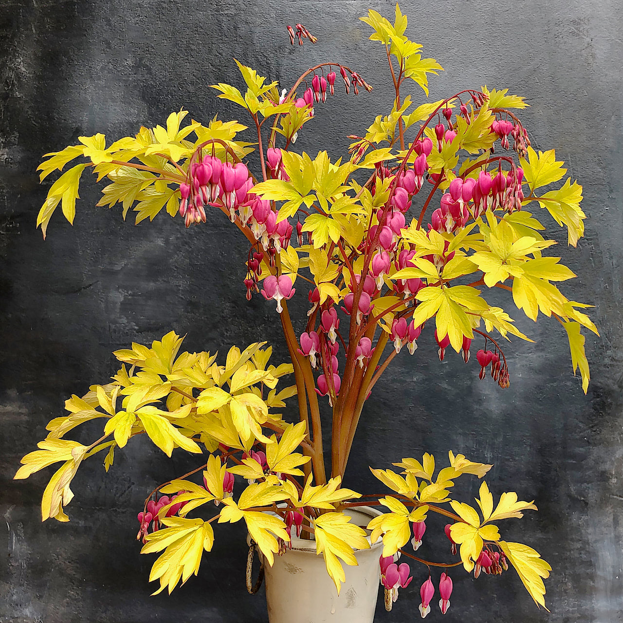Dicentra Spectabilis - Gold Heart