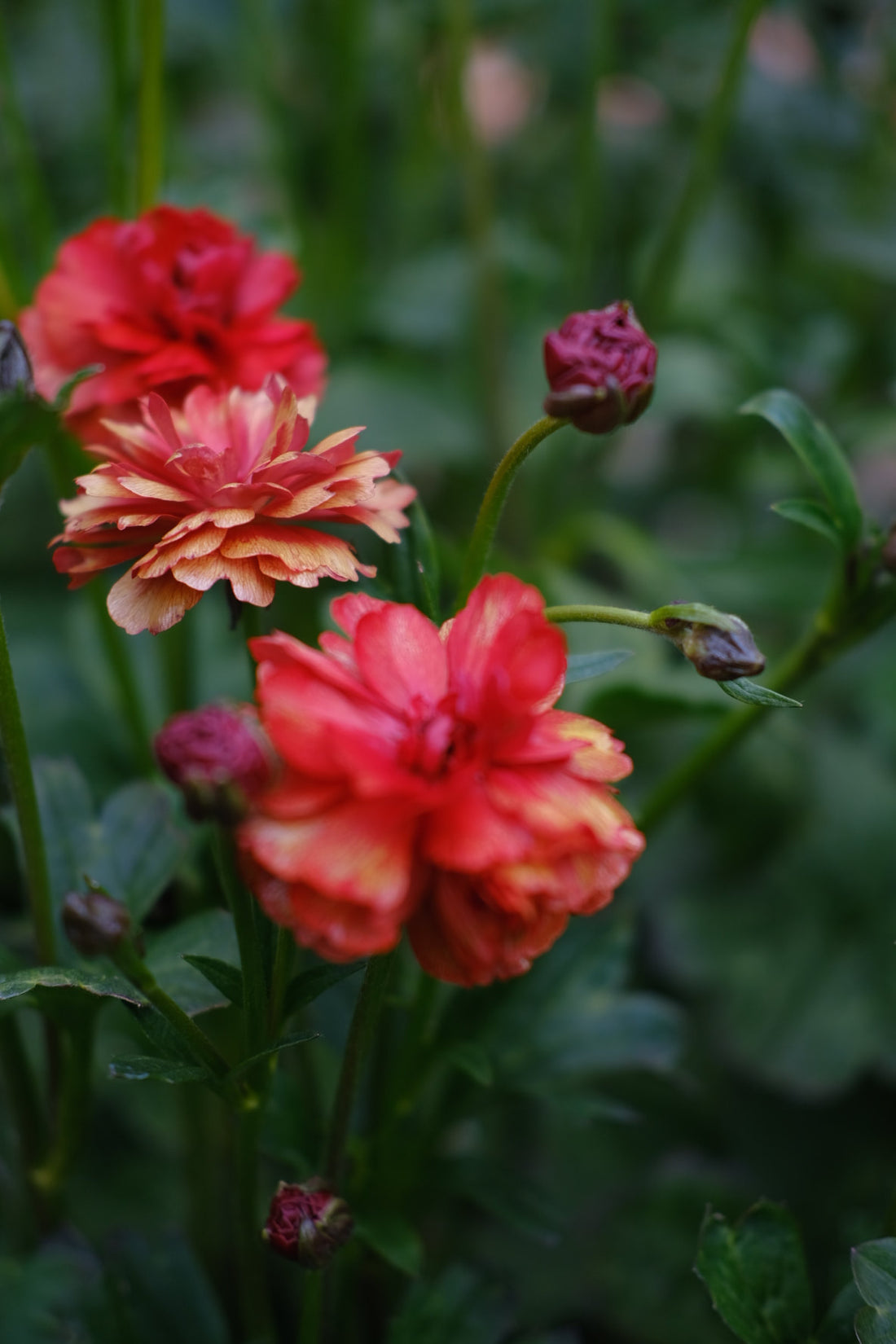 Ranunculus Butterfly - Hades