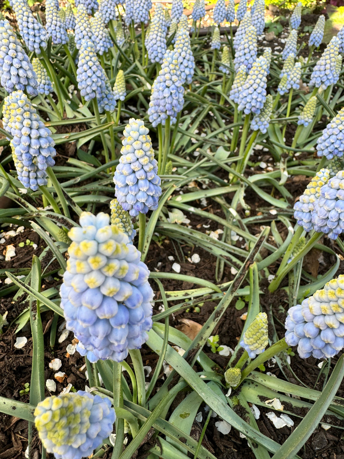 Muscari - Baby&