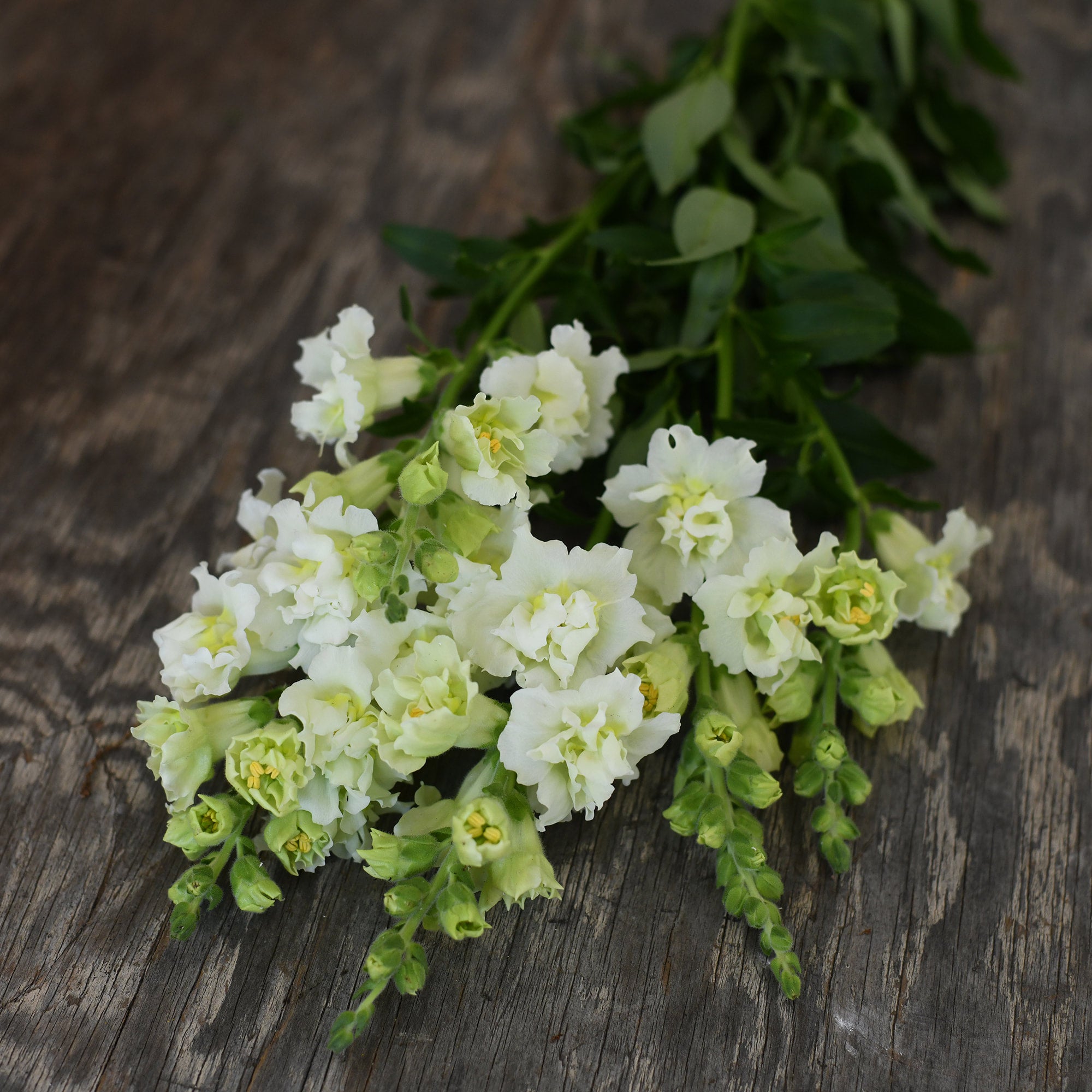 Snapdragon - Madame Butterfly Ivory