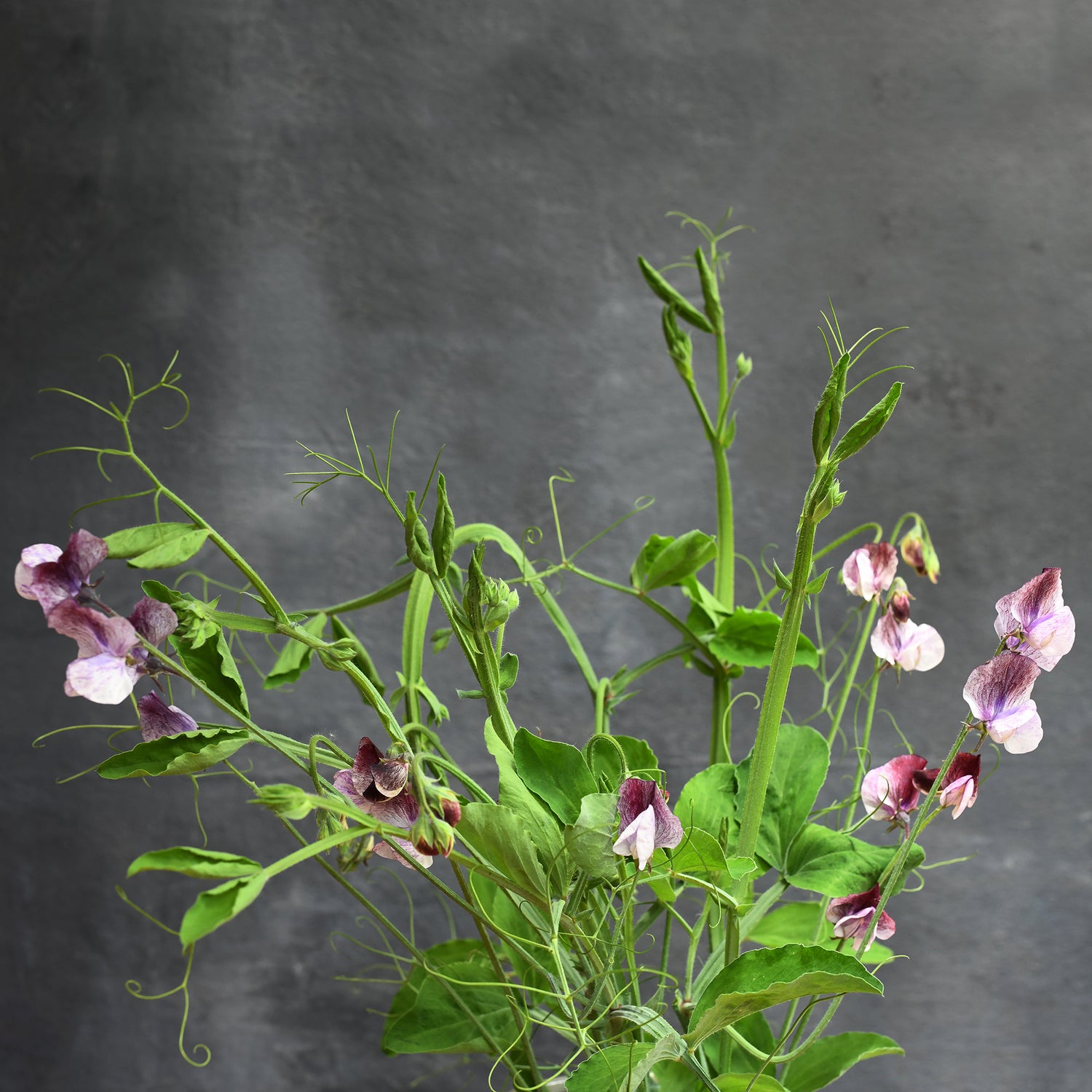 Sweet Pea, vining - Senator