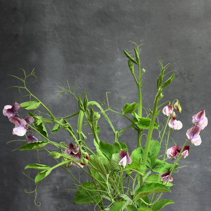 Sweet Pea, vining - Senator