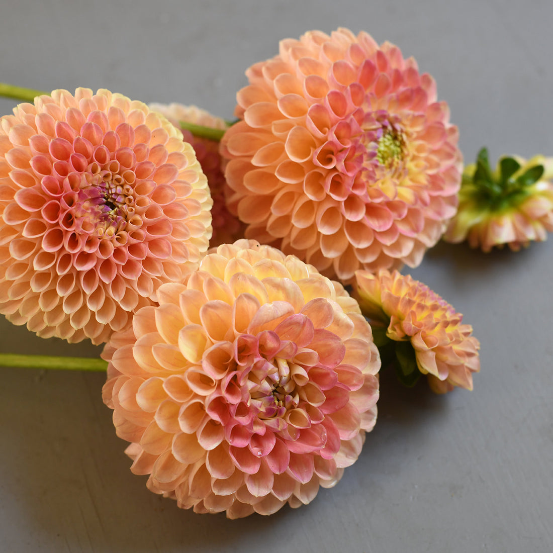 Dahlia - Jowey Nicky