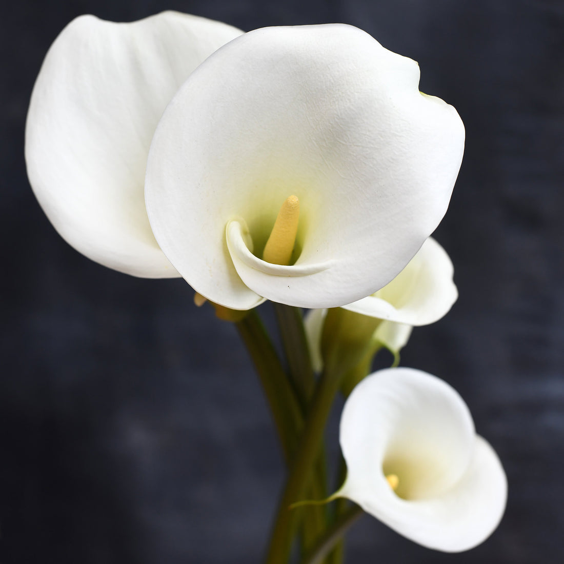 Calla Lily - Bell