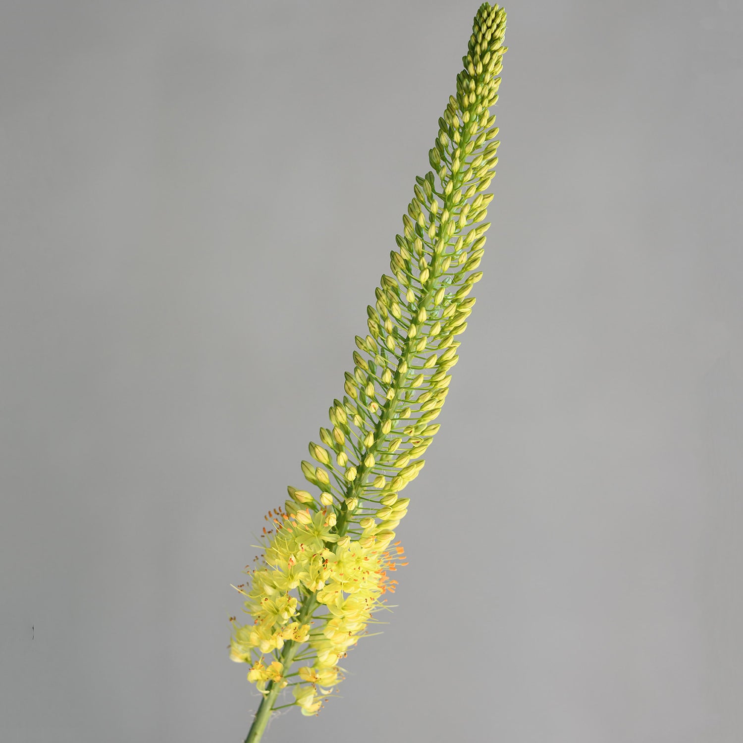 Eremurus - Yellow