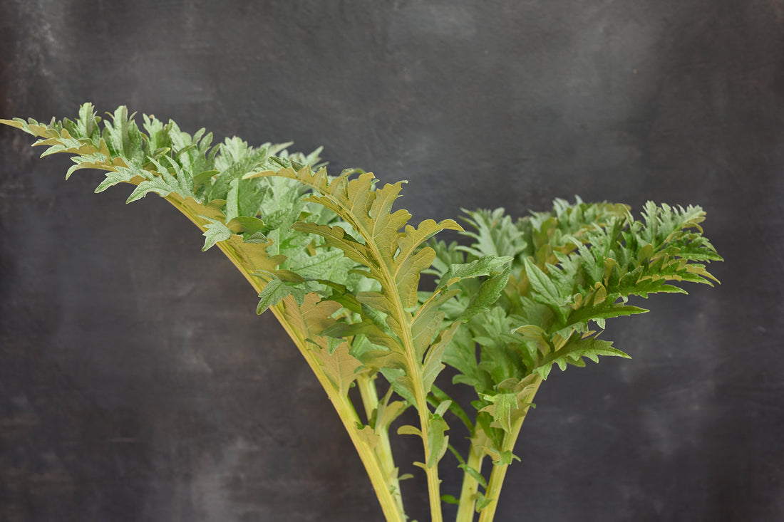 Cardoon Foliage