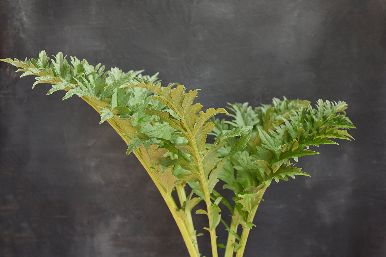 Cardoon Foliage