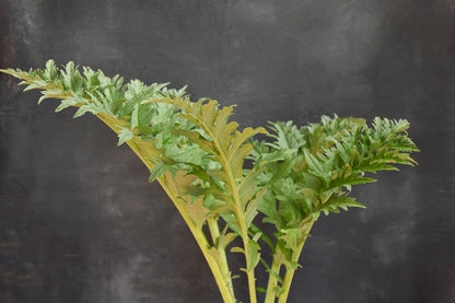Cardoon Foliage