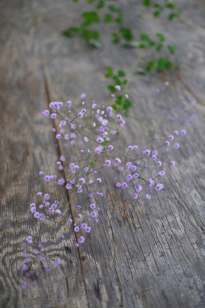 Thalictrum - Delavayi Hewitt&