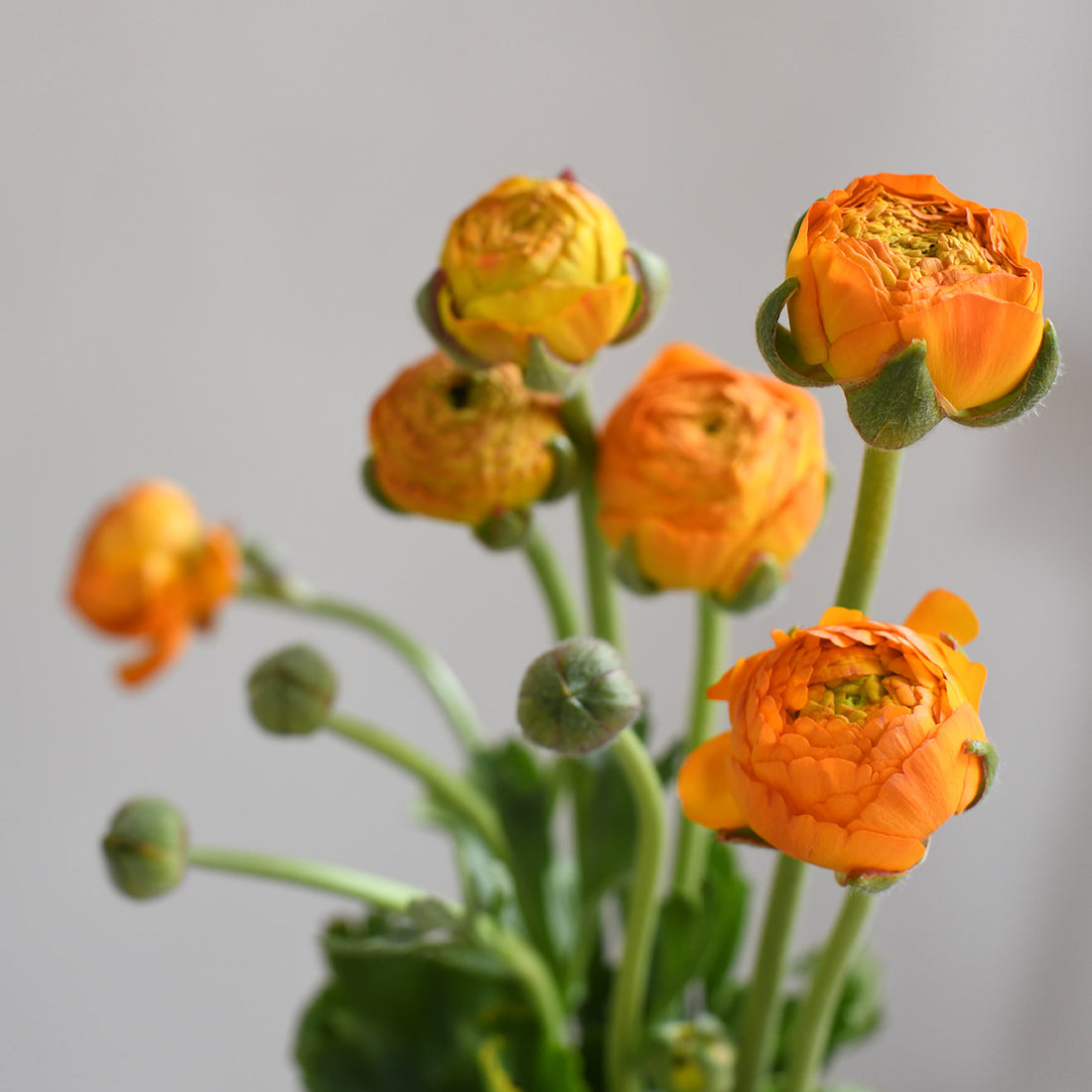 Ranunculus - Elegance Clementine