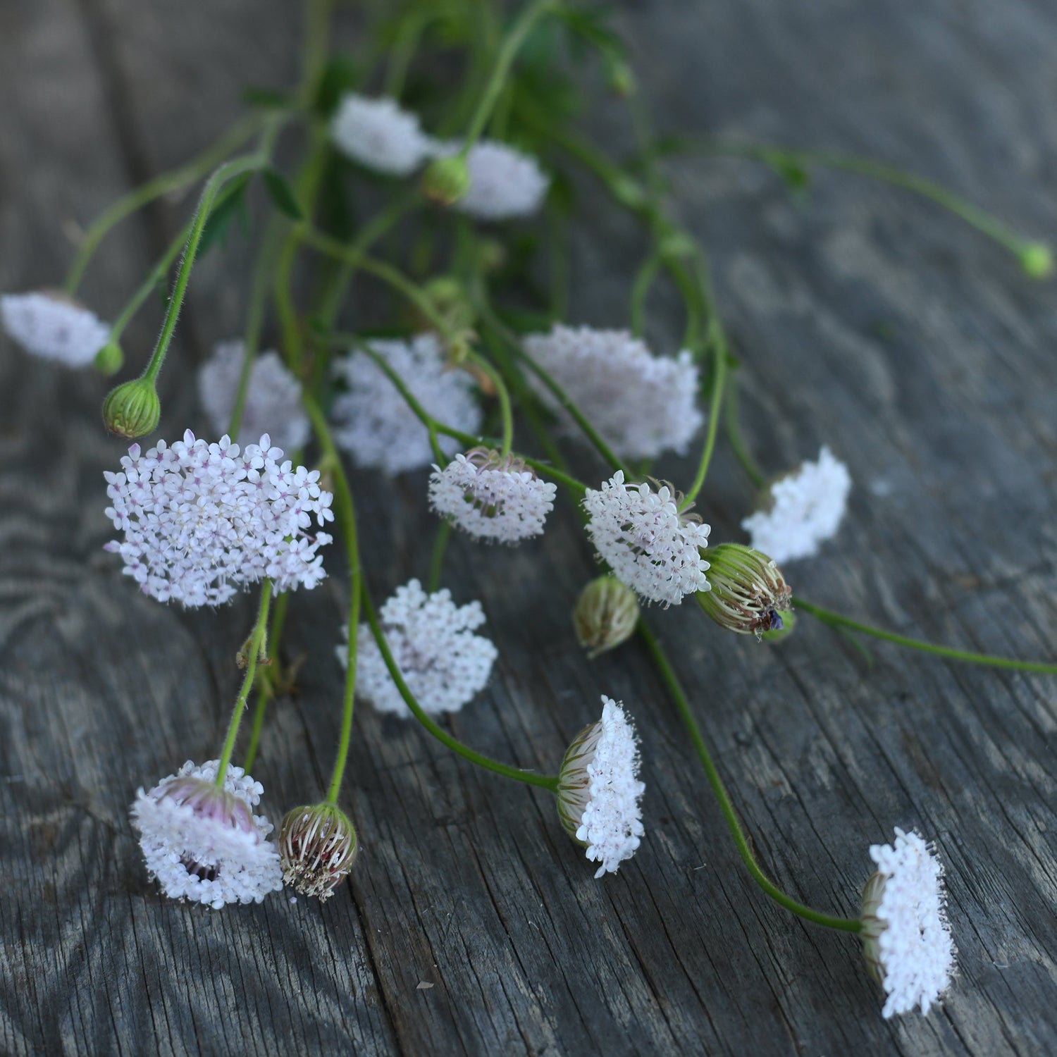 Didiscus - Pink Lace Flower
