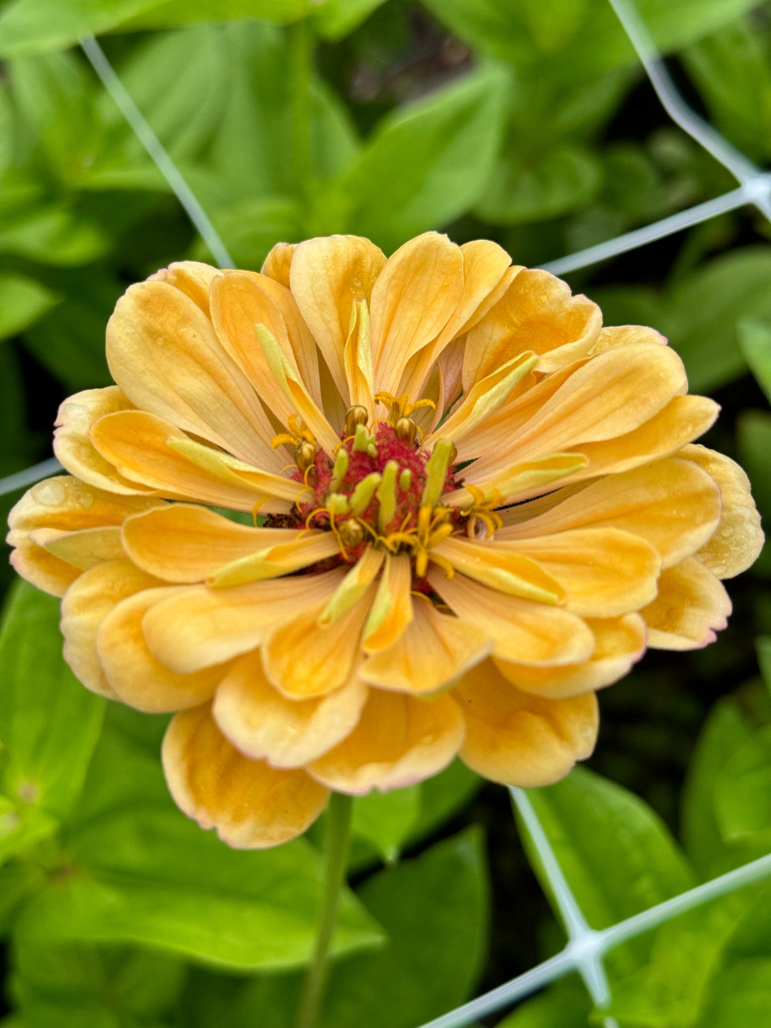 Zinnia - Golden Hour (5 stems)