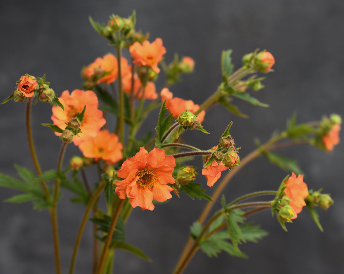 Geum - Totally Tangerine