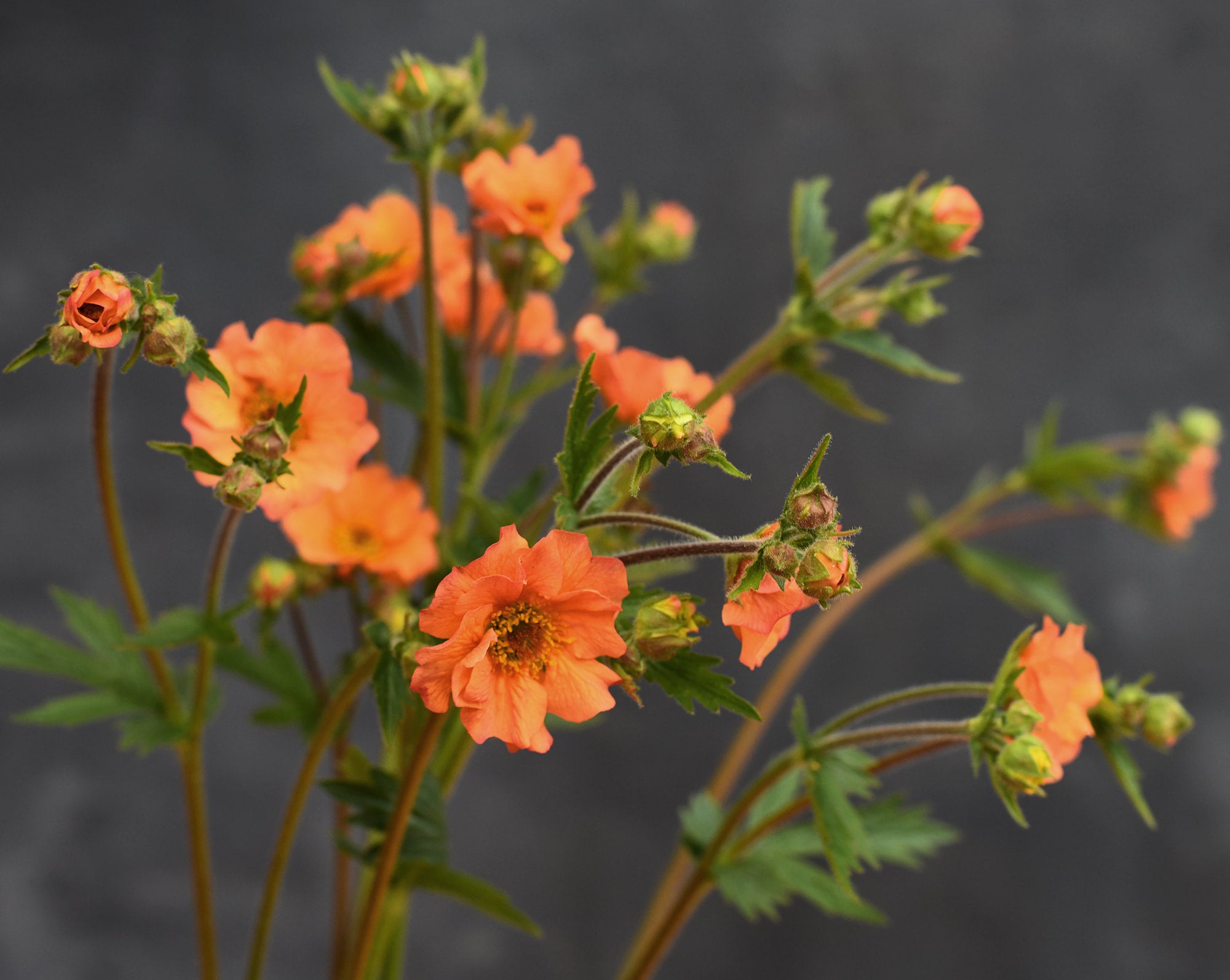 Geum - Totally Tangerine (mix flowers and seed heads)