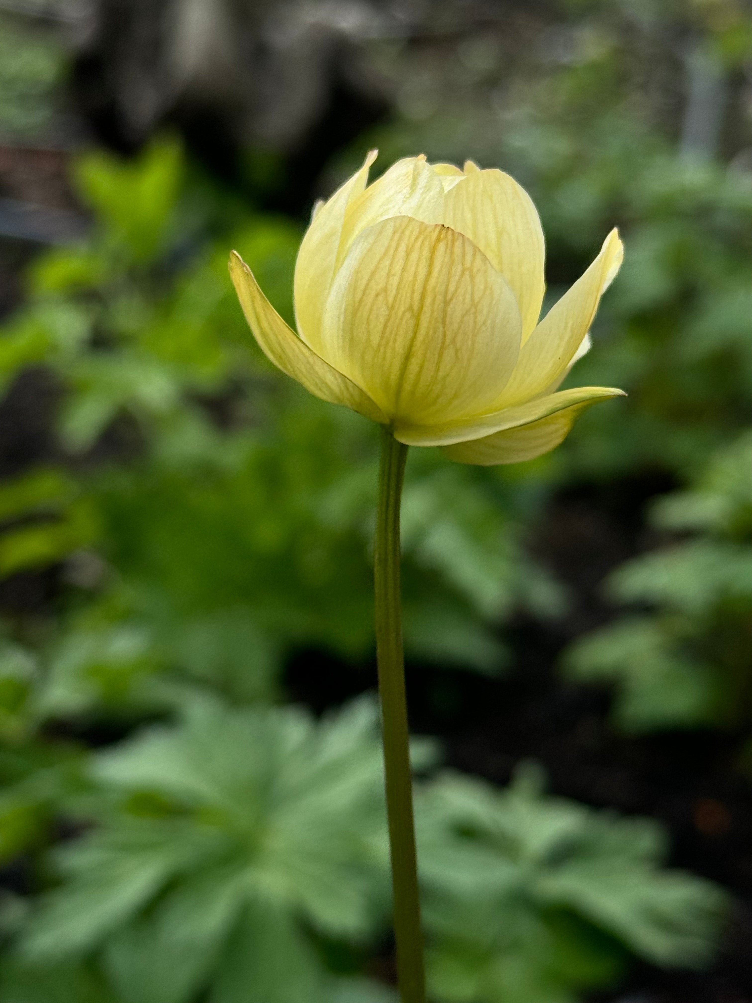 Trollius - New Moon