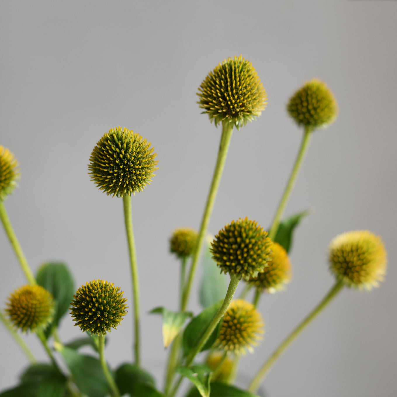 Echinacea Cones - Chartreuse