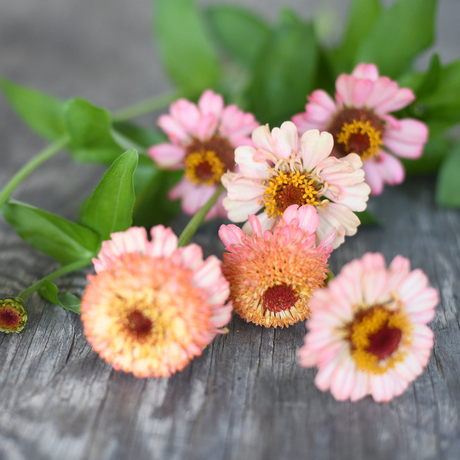 Zinnia - Zinderella Peach