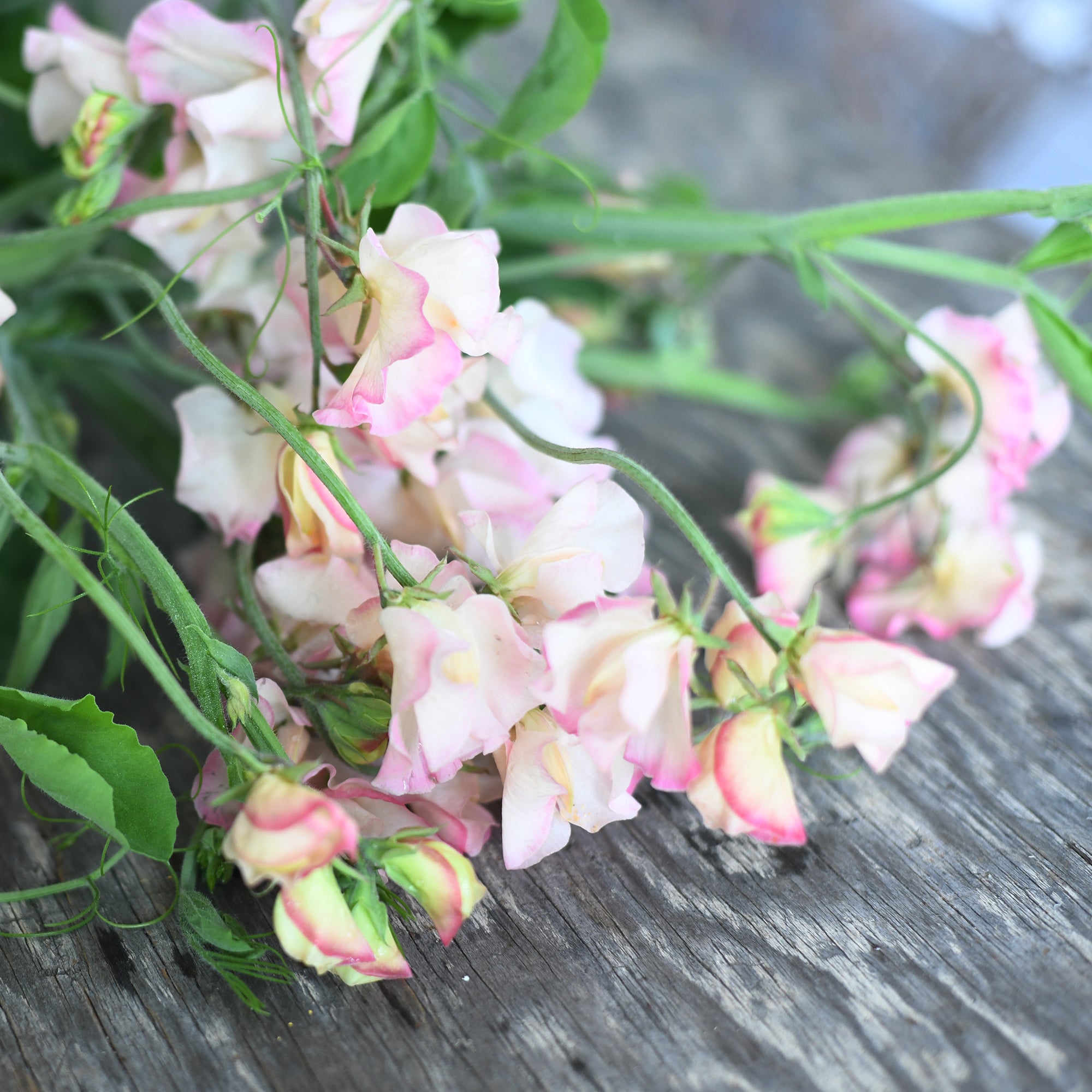 Sweet Pea - Mollie Rilstone